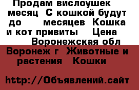 Продам вислоушек! 1 месяц. С кошкой будут до1,5-2 месяцев. Кошка и кот привиты. › Цена ­ 4 000 - Воронежская обл., Воронеж г. Животные и растения » Кошки   